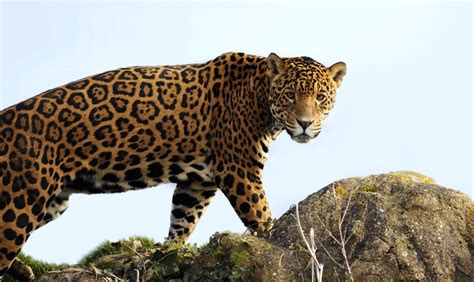  The Jaguar Who Conquered Nightmares! A Colombian Folktale Unveiling Courage and Hope