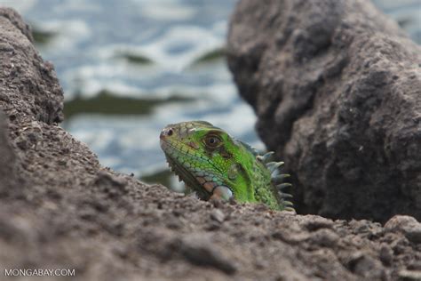  Iguana With Sparkling Eyes - A Colombian Folk Tale Exploring Greed and the Power of Humility!