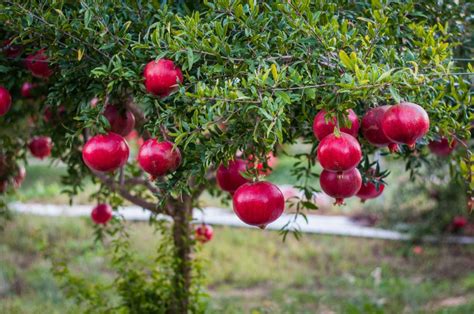  The Wonderful Pomegranate: Chìm đắm trong sắc đỏ của lòng tham và sự hy sinh cao cả!